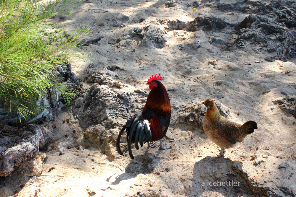 Bankivahuhn (Gallus gallus)